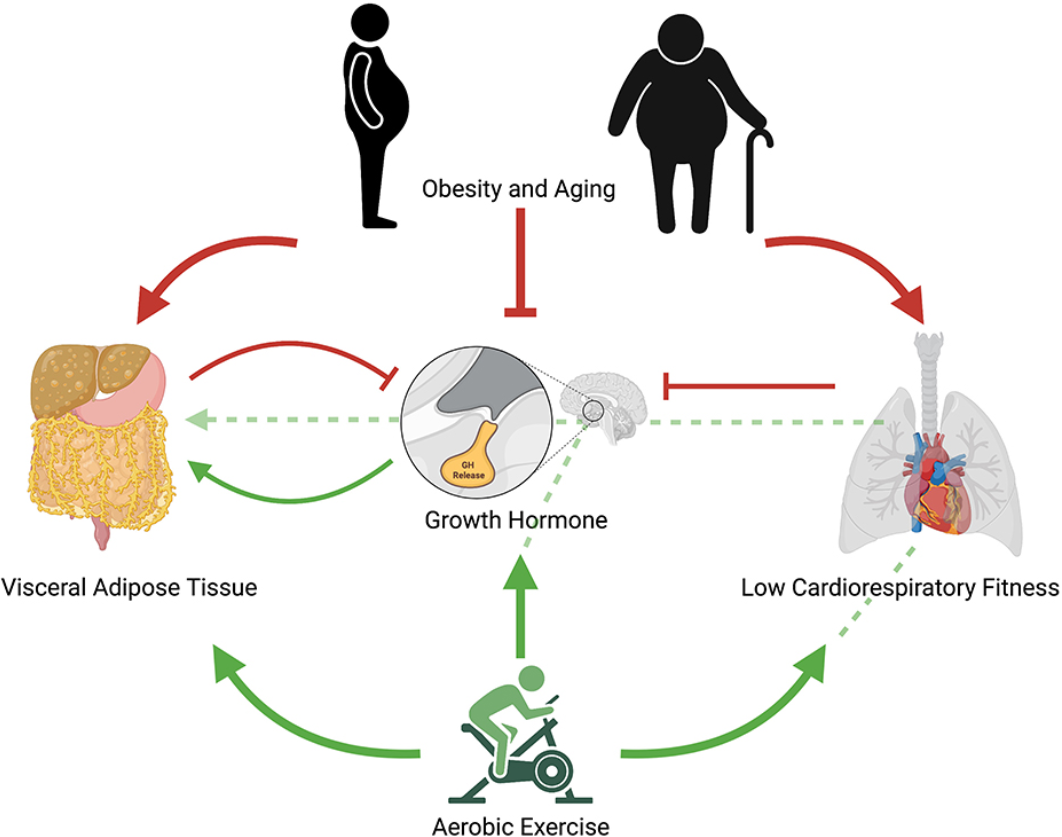 The impact of physical exercise on hormonal regulation for weight loss.